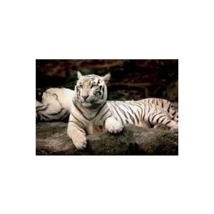 TREFL Puzzle Bengalese Tiger 1500 el. (26075)